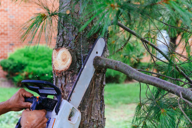 Best Emergency Tree Service  in Sugar Creek, MO